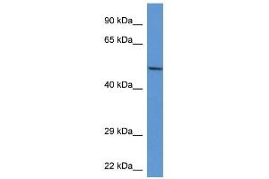 Western Blot showing Acp2 antibody used at a concentration of 1. (ACP2 antibody  (Middle Region))