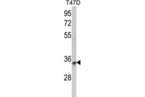 Western Blotting (WB) image for anti-Tetraspanin 12 (TSPAN12) antibody (ABIN3003872) (TSPAN12 antibody)