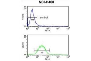 Flow Cytometry (FACS) image for anti-Fibulin 3 (FBLN3) antibody (ABIN3004030) (FBLN3 antibody)