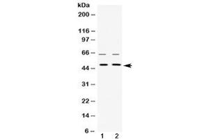 Western blot testing of human 1) HeLa and 2) HepG2 cell lysate with hnRNP H antibody at 0.