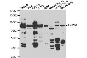 Western blot analysis of extracts of various cell lines, using TRIP10 antibody (ABIN5974234) at 1/500 dilution. (TRIP10 antibody)