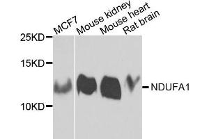 Western blot analysis of extracts of various cells, using NDUFA1 antibody.