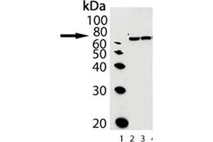 Western blot analysis of Grp78, pAb : Lane 1: MW marker, Lane2: Grp78/BiP (hamster), (recombinant) , Lane3: Liver (rat), (microsome extract) (GRP78 antibody  (C-Term))