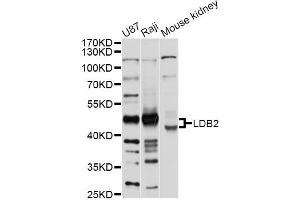 Western blot analysis of extracts of various cell lines, using LDB2 antibody (ABIN4904211) at 1:1000 dilution. (LIM Domain Binding 2 Protein antibody)