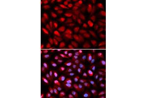 Immunofluorescence (IF) image for anti-Poly(rC) Binding Protein 2 (PCBP2) (AA 1-130) antibody (ABIN3023340) (PCBP2 antibody  (AA 1-130))