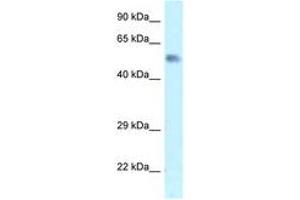 Image no. 1 for anti-Zinc Finger Protein 472 (ZFP472) (AA 20-69) antibody (ABIN6747569) (Zfp472 antibody  (AA 20-69))
