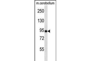 NSF Antibody (N-term) (ABIN657508 and ABIN2846532) western blot analysis in mouse cerebellum tissue lysates (35 μg/lane). (NSMAF antibody  (N-Term))