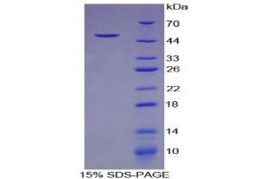SDS-PAGE (SDS) image for Prostaglandin E Receptor 3 (Subtype EP3) (PTGER3) (AA 217-390) protein (His tag) (ABIN1879086) (PTGER3 Protein (AA 217-390) (His tag))