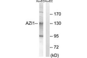 Western blot analysis of extracts from HuvEc cells, using AZI1 Antibody. (AZI1 antibody  (AA 311-360))