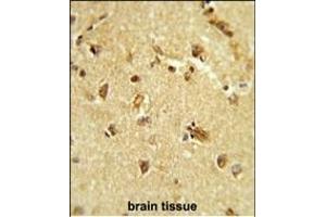 Formalin-fixed and paraffin-embedded brain tissue reacted with RBM14 Antibody (Center), which was peroxidase-conjugated to the secondary antibody, followed by DAB staining. (RBM14 antibody  (AA 193-223))