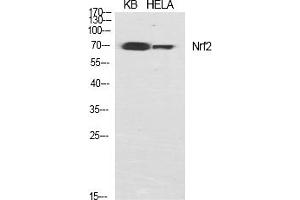 Western Blot analysis of various cells using Nrf2 Polyclonal Antibody diluted at 1:1000. (NRF2 antibody  (AA 530-610))