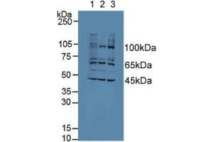Figure. (AATK antibody  (AA 1216-1374))