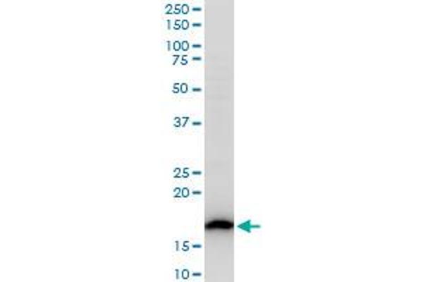 RPS17 antibody  (AA 36-135)