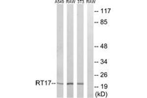 Western blot analysis of extracts from NIH-3T3/RAW264. (MRPS17 antibody  (AA 11-60))