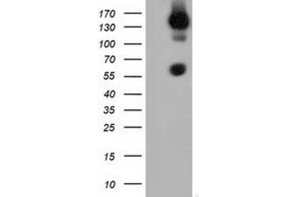 BTN1A1 antibody