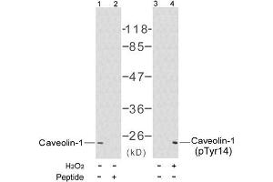 Image no. 1 for anti-Caveolin 1, Caveolae Protein, 22kDa (CAV1) (pTyr14) antibody (ABIN196778) (Caveolin-1 antibody  (pTyr14))