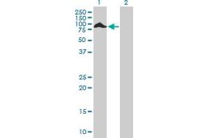Western Blot analysis of THAP4 expression in transfected 293T cell line by THAP4 MaxPab polyclonal antibody. (THAP4 antibody  (AA 1-577))
