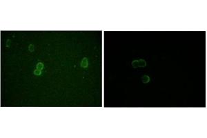 Immunofluorescence (IF) image for anti-Apolipoprotein M (APOM) antibody (ABIN1105423) (Apolipoprotein M antibody)