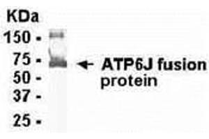 Western Blotting (WB) image for anti-ATPase, H+ Transporting, Lysosomal 13kDa, V1 Subunit G1 (ATP6V1G1) (AA 1-118) antibody (ABIN2468076) (ATP6V1G1 antibody  (AA 1-118))