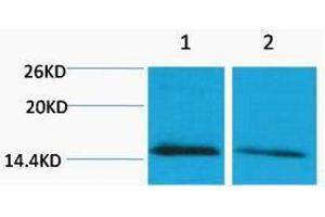 Western Blotting (WB) image for anti-Histone H4 (meLys79) antibody (ABIN3178808) (Histone H4 antibody  (meLys79))