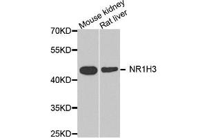 Western blot analysis of extracts of HT29 cell lines, using NR1H3 antibody. (NR1H3 antibody  (AA 50-330))