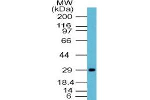 Image no. 1 for anti-Influenza A Virus H1N1 antibody (Influenza Virus) (AA 238-253) (ABIN960234) (Influenza A Virus H1N1 antibody (Influenza Virus) (AA 238-253))