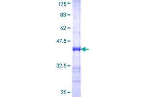 LON Peptidase N-terminal Domain and Ring Finger 2 (LONRF2) (AA 1-108) protein (GST tag)