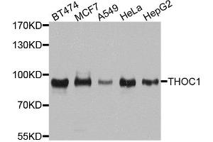 Western blot analysis of extracts of various cell lines, using THOC1 antibody. (THOC1 antibody  (AA 428-657))