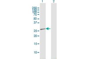 Western Blot analysis of HEBP2 expression in transfected 293T cell line by HEBP2 MaxPab polyclonal antibody. (HEBP2 antibody  (AA 1-205))