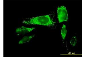 Immunofluorescence of purified MaxPab antibody to PRDX3 on HeLa cell. (Peroxiredoxin 3 antibody  (AA 1-256))