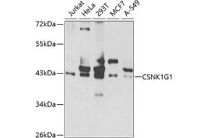 Western blot analysis of extracts of various cell lines, using CSNK1G1 antibody  at 1:1000 dilution. (CSNK1G1 antibody  (AA 298-422))