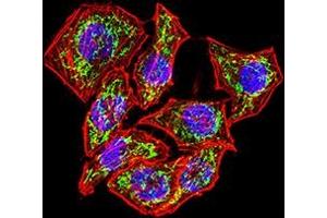 Immunofluorescence (IF) image for anti-Interleukin 6 Signal Transducer (Gp130, Oncostatin M Receptor) (IL6ST) (AA 73-231) antibody (ABIN7193398)
