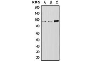 Western blot analysis of LRP12 expression in Jurkat (A), HeLa (B), SP2/0 (C) whole cell lysates. (LRP12 antibody  (Center))