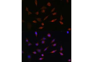 Immunofluorescence analysis of L929 cells using PDCD5 Rabbit pAb (ABIN6132965, ABIN6145338, ABIN6145339 and ABIN6223132) at dilution of 1:100. (PDCD5 antibody  (AA 1-125))
