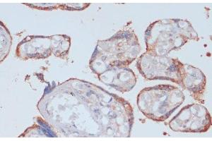 Immunohistochemistry of paraffin-embedded Human placenta using LRP1 Polyclonal Antibody at dilution of 1:100 (40x lens). (LRP1 antibody)