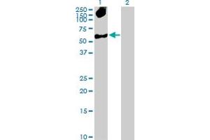 SMARCB1 antibody  (AA 1-385)