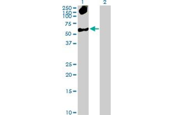 SMARCB1 antibody  (AA 1-385)