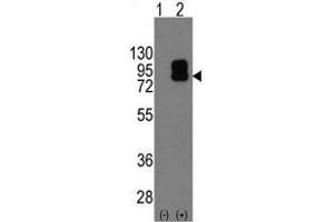 Image no. 2 for anti-CD19 Molecule (CD19) (C-Term) antibody (ABIN357030)
