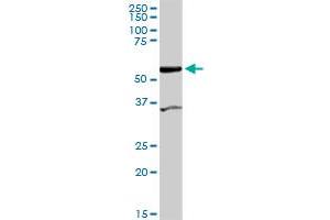 COASY MaxPab rabbit polyclonal antibody. (COASY antibody  (AA 1-269))