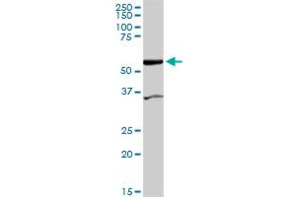 COASY antibody  (AA 1-269)