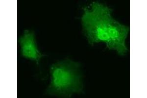 Anti-IL1F6 mouse monoclonal antibody (ABIN2453184) immunofluorescent staining of COS7 cells transiently transfected by pCMV6-ENTRY IL1F6 (RC219328). (IL36A/IL1F6 antibody)