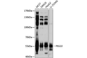 Western blot analysis of extracts of various cell lines, using PEG10 antibody (ABIN3016692, ABIN3016693, ABIN1681320 and ABIN6219814) at 1:1000 dilution. (PEG10 antibody  (AA 1-325))