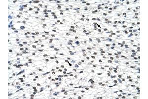 SURF6 antibody was used for immunohistochemistry at a concentration of 4-8 ug/ml to stain Myocardial cells (arrows) in Human Heart. (SURF6 antibody  (Middle Region))