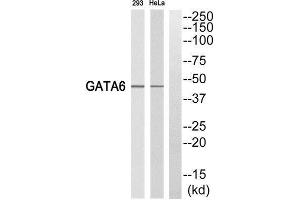 Western Blotting (WB) image for anti-GATA Binding Protein 6 (GATA6) (C-Term) antibody (ABIN1852618) (GATA6 antibody  (C-Term))