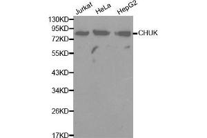 Image no. 1 for anti-conserved Helix-Loop-Helix Ubiquitous Kinase (CHUK) antibody (ABIN3059645) (IKK alpha antibody)