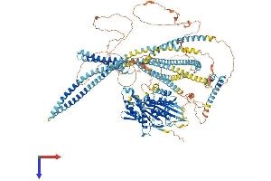 AlphaFold protein structure predicition of Human Recombinant KIF7 Protein, UniprotID Q2M1P5 (KIF7 Protein (AA 1-1343) (His tag))