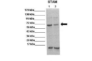 WB Suggested Anti-STAM Antibody  Positive Control: Lane 1: 20ug mouse brain extract Lane 2: 20ug mouse brain extract Primary Antibody Dilution :  1:500 Secondary Antibody : Anti rabbit-HRP  Secondry Antibody Dilution :  1:5,000 Submitted by: Scott Wilson, University of Alabama at Birmingham (STAM antibody  (N-Term))