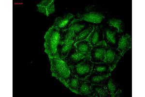 Immunocytochemistry/Immunofluorescence analysis using Mouse Anti-HO-1 Monoclonal Antibody, Clone 1F12-A6 . (HMOX1 antibody  (AA 1-30) (PerCP))