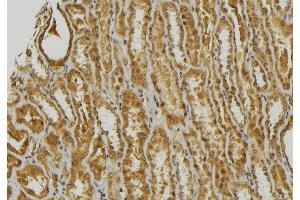 ABIN6278470 at 1/100 staining Mouse kidney tissue by IHC-P. (GNRH1 antibody)