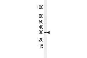 Western blot analysis of SLUG antibody and HCSMC lysate. (SLUG antibody  (AA 1-30))